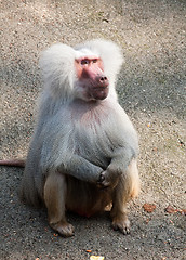 Image showing hamadryas baboon monkey