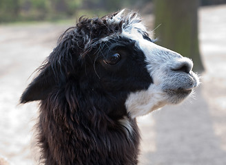 Image showing llama