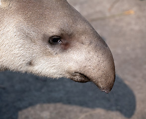 Image showing tapir snout closeup portrait