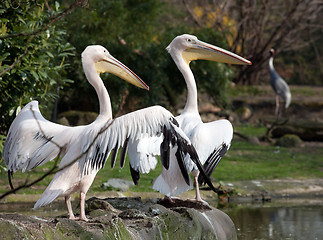 Image showing pelicans