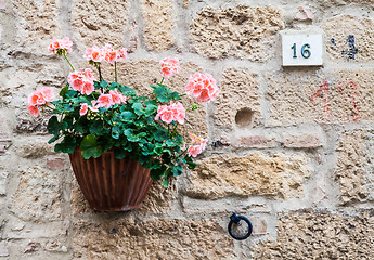 Image showing Tuscan flowers