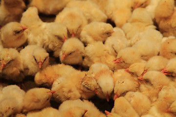 Image showing small chicken from the farm 