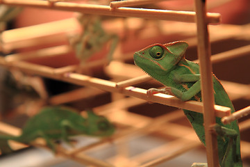 Image showing green chameleon