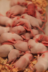 Image showing small pink mouses 