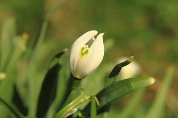 Image showing snowdrop spring flower 