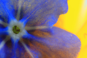 Image showing forget-me-not flower detail