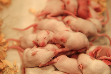 Image showing small pink mouses 