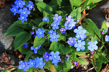 Image showing  forget-me-not (spring flower)