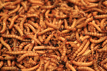 Image showing worms as exotic food background