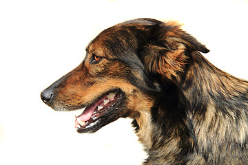 Image showing head of dog 