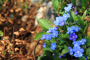 Image showing  forget-me-not (spring flower)