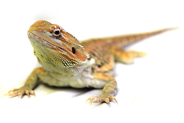 Image showing agama lizard 