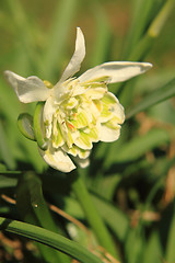 Image showing snowdrop spring flower 