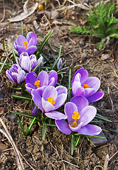 Image showing Beautiful spring crocuses bloom in April