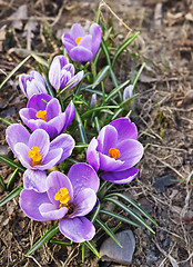 Image showing Group spring crocuses bloom in April