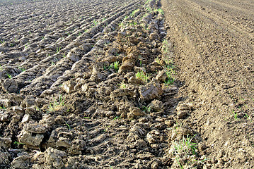 Image showing acre prepared for sowing