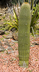 Image showing Cactus