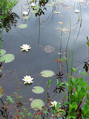 Image showing Water lilies