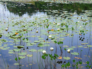 Image showing Water lilies