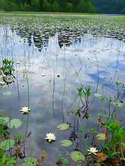 Image showing Water lilies