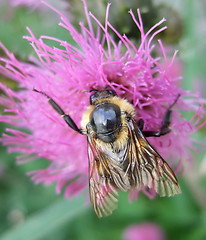 Image showing Bumble bee on flower