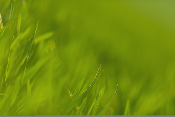 Image showing Green grass in artistic composition