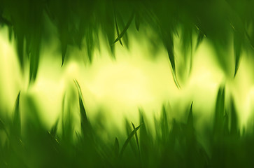 Image showing Green grass in artistic composition