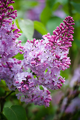 Image showing Lilac