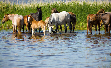 Image showing Horses on the watering.