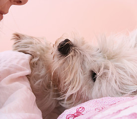 Image showing Dog sleeping.