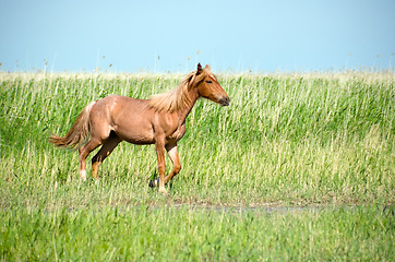 Image showing Horsein the prairie.