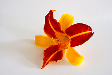 Image showing Daylily (Hemerocallis)