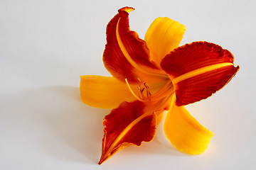 Image showing Daylily (Hemerocallis)