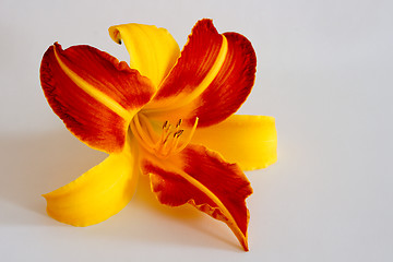 Image showing Daylily (Hemerocallis)