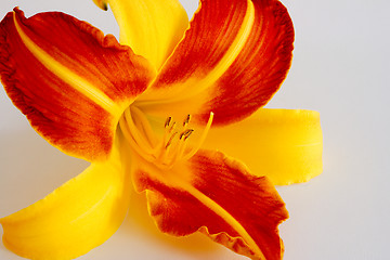 Image showing Daylily (Hemerocallis)