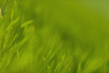 Image showing Green grass in artistic composition