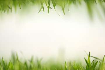 Image showing Green grass in artistic composition