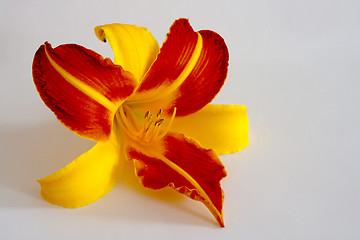 Image showing Daylily (Hemerocallis)