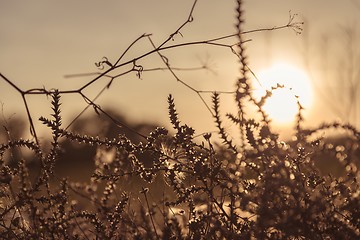 Image showing Wild flower in sunset