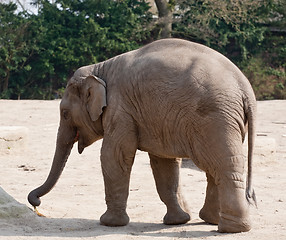 Image showing elephant