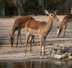 Image showing young deer