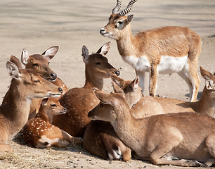 Image showing deers