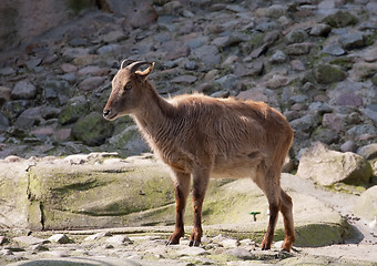 Image showing red goat