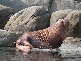 Image showing big fat walrus