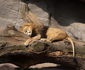 Image showing sleeping lion