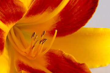 Image showing Daylily (Hemerocallis)