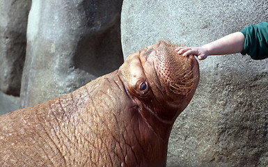 Image showing big fat walrus snout and human hand