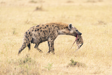 Image showing female hyena walking with chunk of baby antelope in her mouth