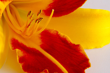 Image showing Daylily (Hemerocallis)