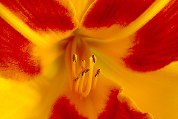 Image showing Daylily (Hemerocallis)